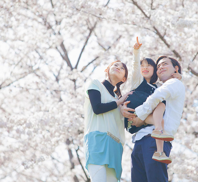 Family enjoying sakura cherry blossoms